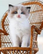 FamilyCats Cattery zoekt Family's!, Dieren en Toebehoren, Katten en Kittens | Raskatten | Langhaar, Poes