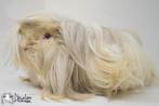 Lilac argente saffraan argente witte peruvian cavia, Dieren en Toebehoren, Knaagdieren, Cavia, December, Vrouwelijk, Tam