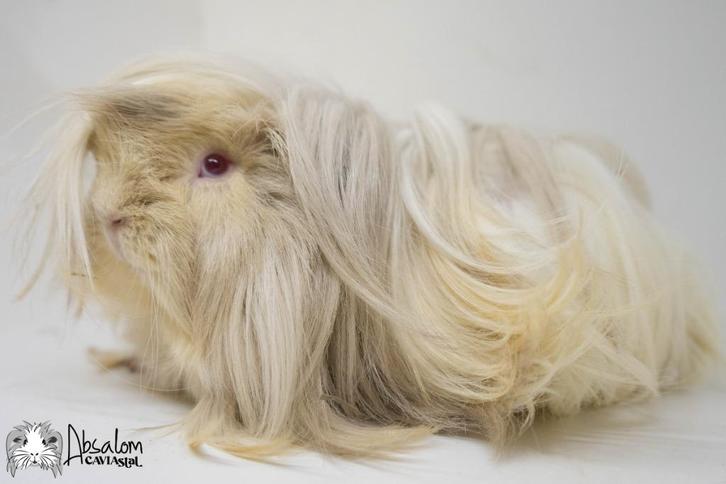 Lilac argente saffraan argente witte peruvian cavia, Dieren en Toebehoren, Knaagdieren, Vrouwelijk, Cavia, December, Tam