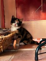 Lieve boerderij kittens te koop!, Meerdere dieren, 0 tot 2 jaar