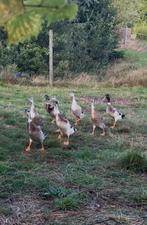 Indische loopeenden (3 woerden + 3 eenden), Dieren en Toebehoren, Pluimvee, Meerdere dieren, Eend