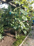 Jonge Vijgenboom voor uw tuin!, Tuin en Terras, Volle zon, Bloeit niet, 100 tot 250 cm, Overige soorten