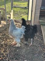 Brahma haantjes te koop, Dieren en Toebehoren, Meerdere dieren, Kip