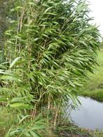 bamboe struiken  5 euro, Bamboe, Struik, Ophalen, 100 tot 250 cm