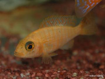 2x firefisch vrouw 7cm te koop beschikbaar voor biedingen