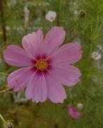 Zaden cosmea, Ophalen of Verzenden, Volle zon