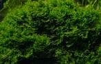 Koraalmos (Riccardia Chamedryfolia) - aquariumplant, Ophalen, Zo goed als nieuw, Plant(en), Steen of Hout