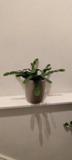 Kerstcactus in pot, Tuin en Terras, Planten | Tuinplanten, Ophalen, Overige soorten, Volle zon