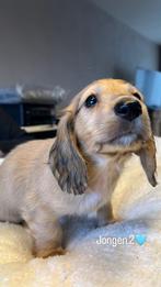 Ons laatste vriendje dat een thuis zoekt🩵, Dieren en Toebehoren, Honden | Teckels en Dashonden, Standaard, Reu, 8 tot 15 weken