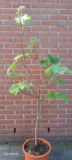 TE  KOOP....JONGE EN VOLWASSEN  VIJGEN STEKJES, Tuin en Terras, Planten | Bomen, Ophalen of Verzenden, Volle zon, Overige soorten