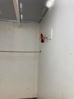 Rode kardinaal man, 2019, correct geringd, Dieren en Toebehoren, Vogels | Overige Vogels, Mannelijk, Geringd