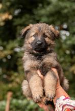 Oudduitse herder pup, reu, Dieren en Toebehoren, Honden | Herdershonden en Veedrijvers, Reu, CDV (hondenziekte), 8 tot 15 weken
