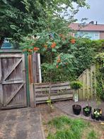 Lijsterbes koopje 350 euro bij tuincentrum is hij 500 euro, Ophalen, Voorjaar, Volle zon, Knol