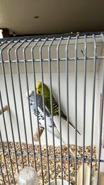 Dieren en toebehoren, Mannelijk, Parkiet