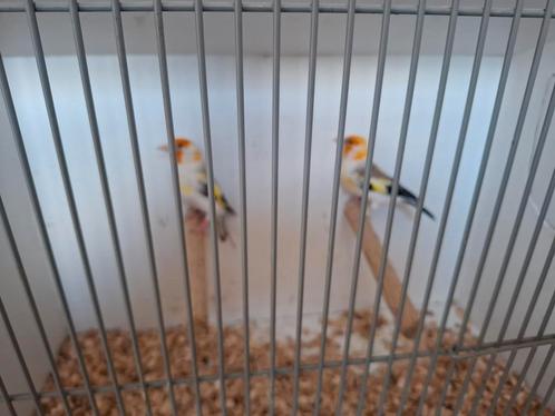 Majoor Putters, Dieren en Toebehoren, Vogels | Overige Vogels, Wildzangvogel, Mannelijk