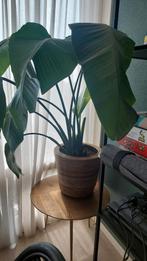 Mooie strelizia kamerplant in pot, Huis en Inrichting, Kamerplanten, Ophalen, Overige soorten, In pot, 100 tot 150 cm