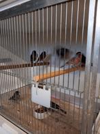 koppels rood zwarte mozaïek, Dieren en Toebehoren, Vogels | Kanaries