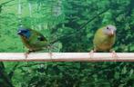 Gezocht tropische en volière vogels., Dieren en Toebehoren, Vogels | Overige Vogels, Meerdere dieren, Tropenvogel