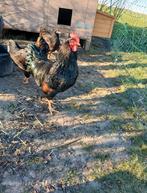 Broedeieren barnevelder dubbelgezoomd goud, Dieren en Toebehoren, Pluimvee, Geslacht onbekend, Kip