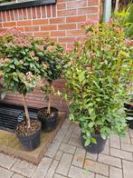 Viburnum tinus 'Sneeuwbal' op stam en volle heester, Tuin en Terras, Planten | Tuinplanten, Ophalen, Overige soorten, Halfschaduw