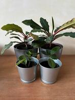 2x madagasker jewel + 2x ficus (incl. Bloempotten), Ficus, In pot, Minder dan 100 cm, Bloeiende kamerplant