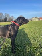 Lieve, mooie hond 1 jaar oud, Dieren en Toebehoren, Honden | Niet-rashonden, Teef, Groot, Eén hond, Nederland