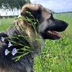 Bacon, Rabiës (hondsdolheid), Buitenland, Groot, Eén hond