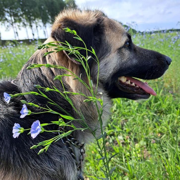 Bacon, Dieren en Toebehoren, Honden | Niet-rashonden, Groot, Reu, Handelaar, Eén hond, Buitenland, 3 tot 5 jaar, CDV (hondenziekte)