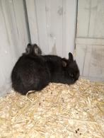 4  jonge Leeuwenkopje konijnen te koop, Geslacht onbekend