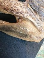 UNIEKE OUDE TAXIDERMIE ALLIGATOR HOOFD  TOPSTAAT 20X10X8 CM, Antiek en Kunst, Ophalen of Verzenden