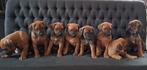 Prachtige Ridgeback pups te koop, Dieren en Toebehoren, Rabiës (hondsdolheid), Overige rassen, 8 tot 15 weken, Meerdere