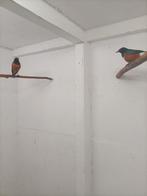 Koppel, Dieren en Toebehoren, Meerdere dieren, Parkiet