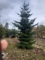 Nordmann kerst bomen tot 7 meter hoog, Tuin en Terras, Ophalen, Lente, Volle zon, Overige soorten