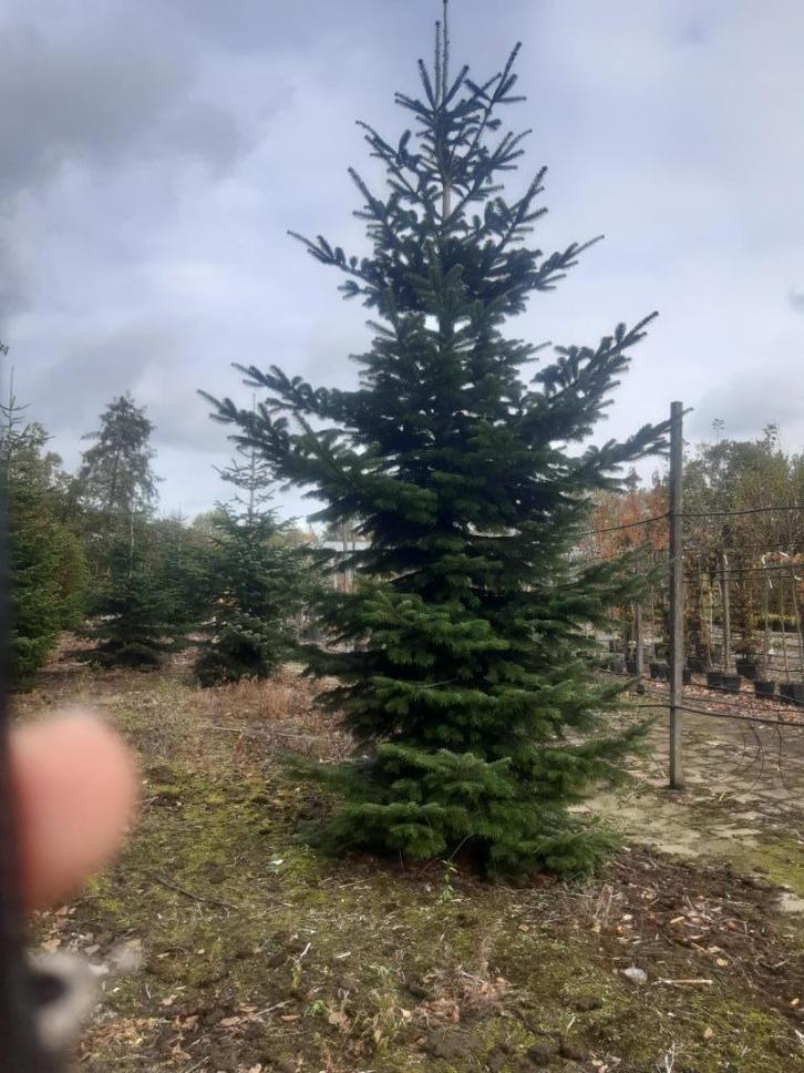Nordmann kerst bomen tot 7 meter hoog, Tuin en Terras, Planten | Bomen, Overige soorten, Volle zon, Lente, Ophalen