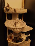 Bengaal Main Coon kittens, Dieren en Toebehoren, Katten en Kittens | Raskatten | Korthaar, Meerdere dieren, Gechipt, 0 tot 2 jaar
