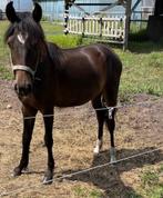 Te koop: Jaarling New Forest pony, merrie, Dieren en Toebehoren, Merrie, Gechipt, 0 tot 2 jaar, Onbeleerd