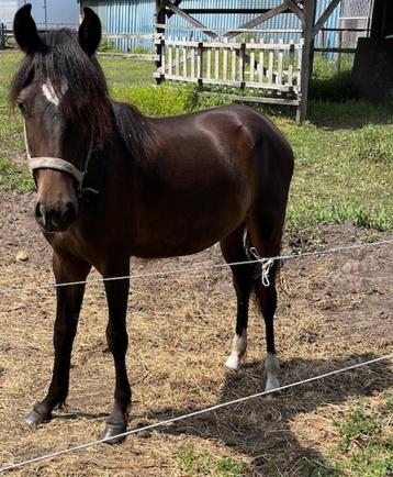 Te koop: Jaarling New Forest pony, merrie beschikbaar voor biedingen