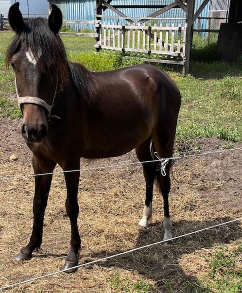 Te koop: Jaarling New Forest pony, merrie, Dieren en Toebehoren, Pony's, Merrie, Onbeleerd, D pony (1.37m tot 1.48m), Recreatiepony
