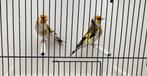 Major Putters Te Koop, Dieren en Toebehoren, Vogels | Overige Vogels, Mannelijk, Wildzangvogel, Geringd