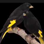 Zwarte sijzen, Dieren en Toebehoren, Meerdere dieren, Geringd