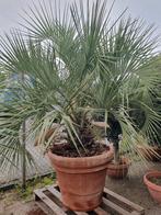 Mediterrane planten in doppio bordo, Tuin en Terras, Planten | Bomen, Ophalen of Verzenden, Lente, 100 tot 250 cm, Palmboom