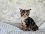 Kittens, Dieren en Toebehoren, Katten en Kittens | Overige Katten, Meerdere dieren, Kortharig, 0 tot 2 jaar