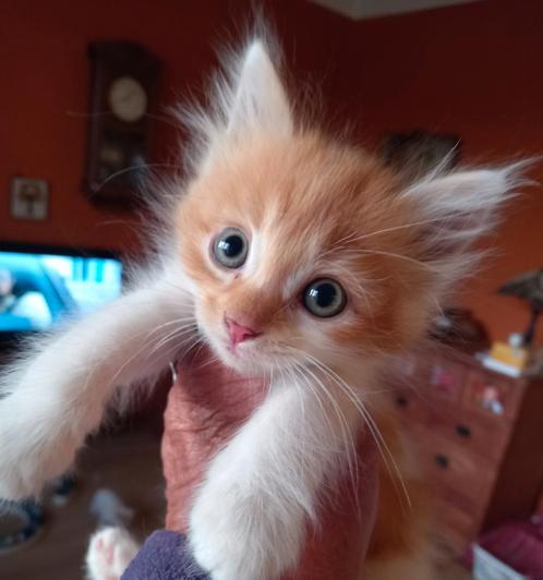 100% Siberische kat kittens KATERTJES, Dieren en Toebehoren, Katten en Kittens | Raskatten | Langhaar, Meerdere dieren, 0 tot 2 jaar