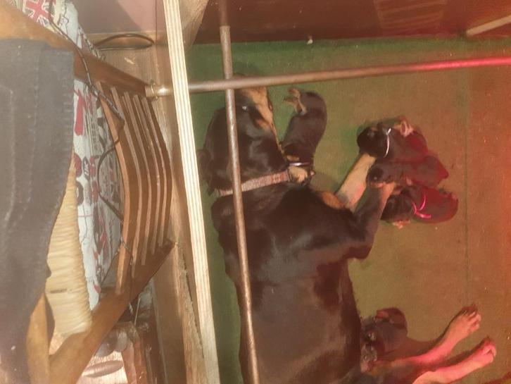 Mooie, grote Rottweiler puppy's., Dieren en Toebehoren, Honden | Bulldogs, Pinschers en Molossers, Meerdere dieren, Rottweiler