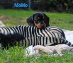 Teckel bende zoekt hun gouden mandje, Dieren en Toebehoren, Honden | Teckels en Dashonden, CDV (hondenziekte), 8 tot 15 weken