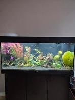 OVERCOMPLEET aquarium Juwel 180L 100cm CO2,, Ophalen, Gebruikt, Gevuld zoetwateraquarium
