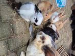 Te reserveren Lotharinger x Vlaamse reus konijnen, Dieren en Toebehoren, Konijnen, Meerdere dieren, Groot, 0 tot 2 jaar