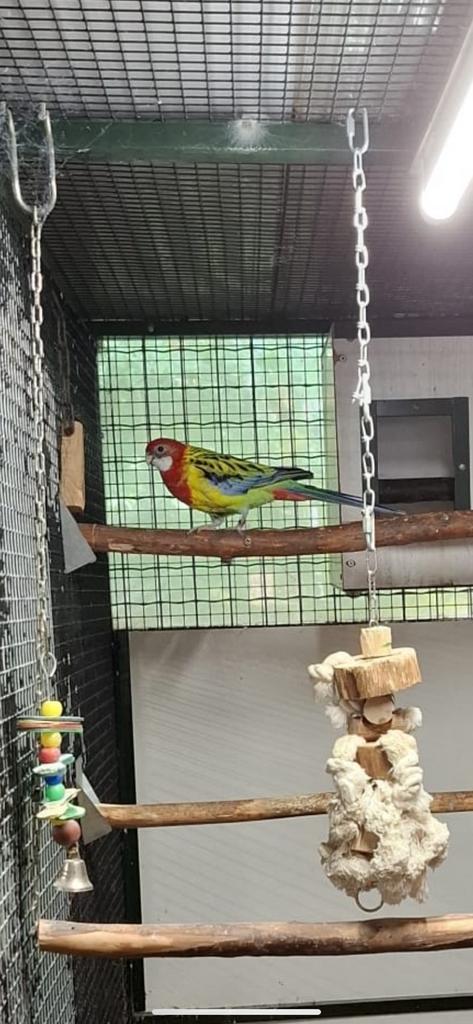 Gezocht prachtrosella, Dieren en Toebehoren, Vogels | Parkieten en Papegaaien, Parkiet, Mannelijk