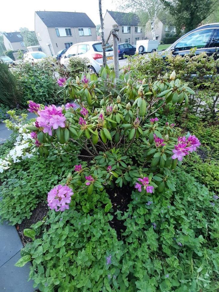 Rhododendron (GH) 'Catawbiense Grandiflorum' Grootbloemig, Tuin en Terras, Planten | Struiken en Hagen, Rhododendron, Minder dan 100 cm