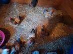 wyandot kriel, Dieren en Toebehoren, Pluimvee, Meerdere dieren